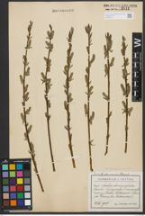 Foto von Salix purpurea L. x Salix viminalis L.